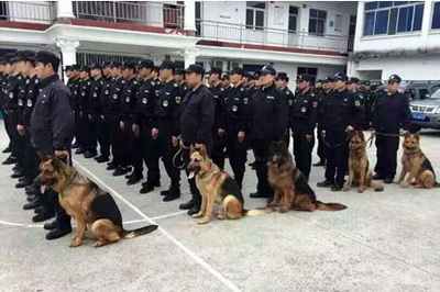 2015—2016年度上海市青年文明号-上海永升工作犬管理有限公司犬防特勤部